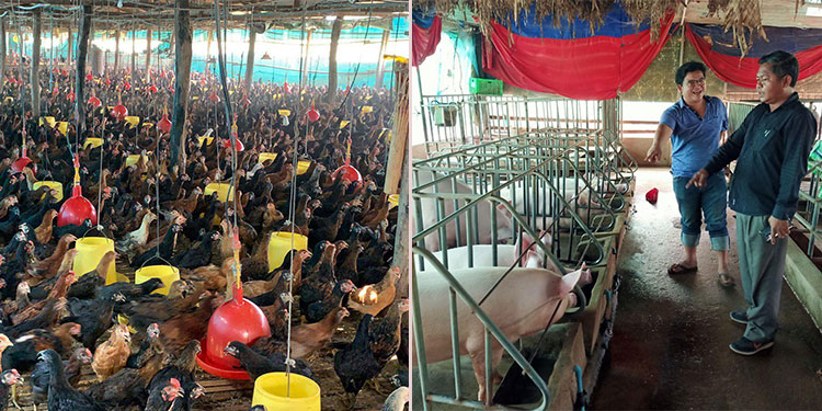 សម្រាប់រយៈពេល៣ខែខាងមុខ ខេត្តសៀមរាបមិនមានការខ្វះខាតសាច់សត្វឡើយ តែអាចនឹងខ្វះខាតបន្លែដោយសារពុំមានទឹកគ្រប់គ្រាន់