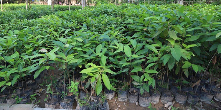 កូនឈើចម្រុះប្រមាណ១១ម៉ឺនដើម អាចនឹងរៀបចំពិធីដាំក្នុងតំបន់អង្គរ ប្រសិនបើជំងឺកូវីដ១៩មានភាពល្អប្រសើរ