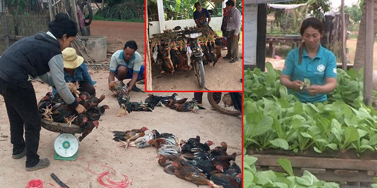 ក្រុមកសិករក្នុងស្រុកគោលដៅចំនួន៦ នៃខេត្តសៀមរាប ទទួលបានទីផ្សារច្រើន សម្រាប់បន្លែសុវត្ថិភាពធម្មជាតិ និងមាន់ស្រែ