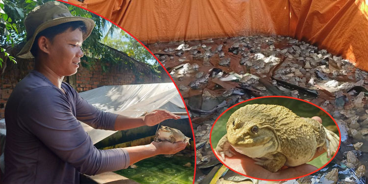 យុវជនម្នាក់ក្នុងស្រុកប្រាសាទបាគង រកចំណូលបានជាង២ម៉ឺនដុល្លារអាមេរិច ក្នុងមួយឆ្នាំ ពីរបរចិញ្ចឹមកង្កែបលក់