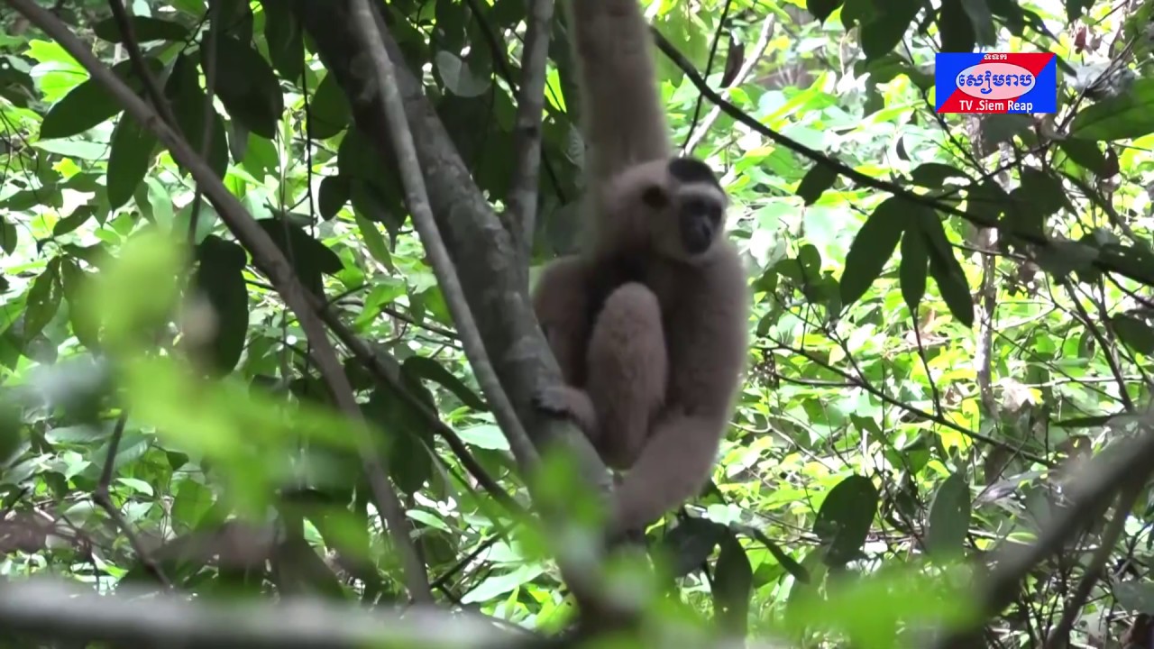 សត្វទោចម្កុដមួយគូរទៀត ត្រូវបានយកទៅដោះលែងអោយមានសេរីភាពនៅក្នុងព្រៃតំបន់អង្គរ ក្រោយពីចិញ្ចឹមក្នុងទ្រុងអស់មួយឆ្នាំកន្លះ 