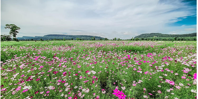 ផ្កាអូស្មូ ដែលជាប្រភេទផ្កានាំចូលពីក្រៅប្រទេស កំពុងទទួលបានការចាប់អារម្មណ៍ពីអ្នកទេសចរក្នុងស្រុក