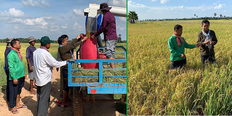 ប្រធានមន្ទីរកសិកម្មខេត្តសៀមរាប បង្ហាញថាតម្លៃផលស្រូវឆ្នាំនេះកំពុងបង្ហាញនូវអត្តសញ្ញាណល្អប្រសើរ