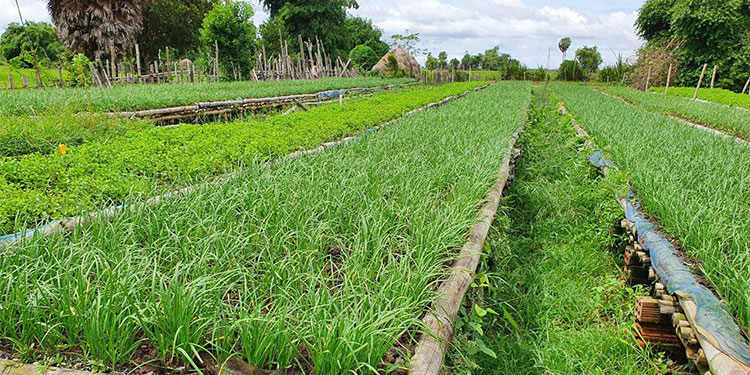 កសិករនៅខេត្ដសៀមរាប ត្អូញត្អែរពីដំណាំស្លឹកគូរឆាយ គ្មានទីផ្សារ ក្រោយផ្ទុះជំងឺកូវីដ១៩