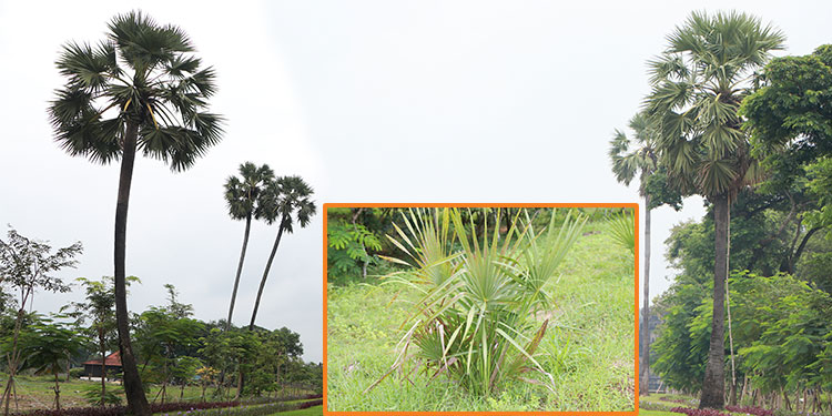 រយៈ៤ឆ្នាំនេះអាជ្ញាធរជាតិអប្សរា ដាំដើមត្នោតបានជាង៦,០០០ដើម ក្នុងបរិវេណឧទ្យានអង្គរ