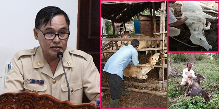 មន្ត្រីជំនាញនៃមន្ទីរកសិកម្មខេត្តសៀមរាប បញ្ជាក់ថា បញ្ហាសត្វគោងាប់ជាង៣០ក្បាលនៅក្នុងស្រុកស្រីស្នំគឺសង្ស័យដោយសារជំងឺអុតក្ដាម