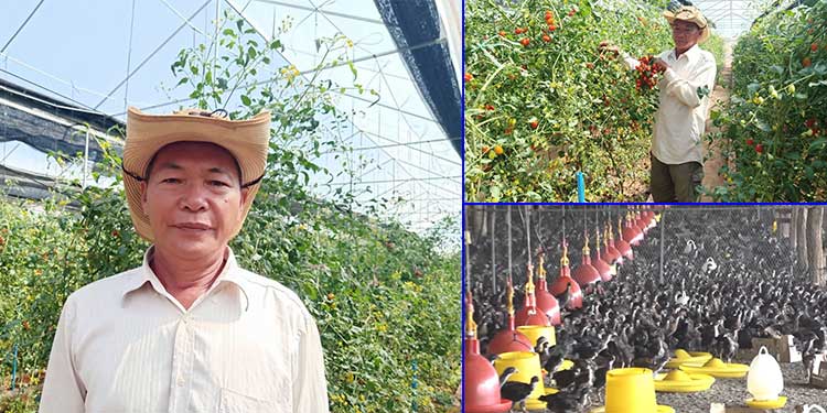 កសិករវ័យ៦២ឆ្នាំខេត្តសៀមរាប រំពឹងទទួលបានចំណូលប្រមាណ៦០០លានរៀល ពីការដាំបន្លែសុវត្ថិភាព និងចិញ្ចឹមសត្វ