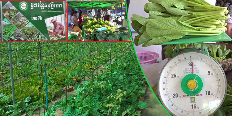 បន្លែសុវត្ថិភាព នៅតែមានតម្រូវការច្រើនក្នុងខេត្តសៀមរាប ប៉ុន្តែគួរជ្រើសរើសប្រភេទបន្លែតម្រូវទីផ្សារ