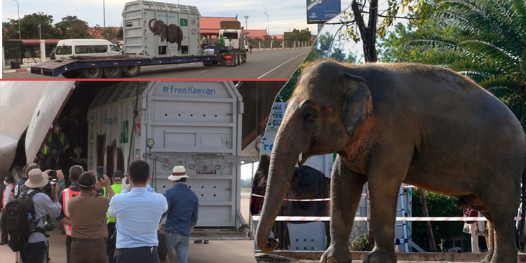 ពិភពលោកសាទរដល់ជីវិតថ្មីរបស់ដំរីឯកោបំផុតខាវ៉ាន់(Kaavan)លើទឹកដីប្រទេសកម្ពុជា