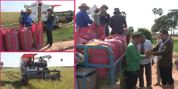 មន្ទីរកសិកម្មខេត្តសៀមរាប បានបង្ហាញថាតម្លៃស្រូវឆ្នាំនេះល្អជាងឆ្នាំមុនបន្តិចបន្តួច