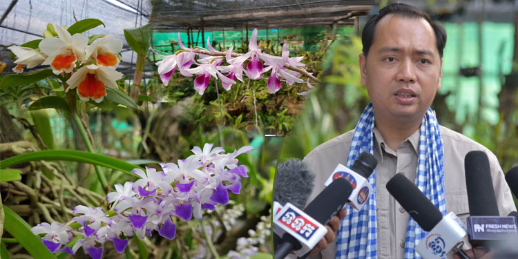 អ្នកជួញដូរកេសរកូលព្រៃឬផ្កាអ័រគីដេព្រៃកម្រ របស់កម្ពុជាខុសច្បាប់ អាចប្រឈមនឹងជាប់ពន្ធនាគាររហូតដល់៥ឆ្នាំ