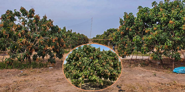 កសិករជាអ្នកដាំដំណាំតាង៉ែន នៅភ្នំគូលេនខេត្ដសៀមរាប រកចំណូបានជាង១លានរៀលក្នុងមួយថ្ងៃៗ