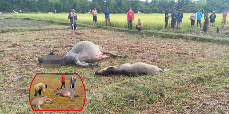 ក្របីចំនួន២ក្បាលបានងាប់ និងមនុស្សចំនួន២នាក់ដែលត្រូវជាម្ចាស់ បានសន្លប់បាត់បង់ស្មារតី ដោយសាររន្ទះបាញ់ នៅភូមិព្រះដាក់ ក្នុងស្រុកបន្ទាយស្រី