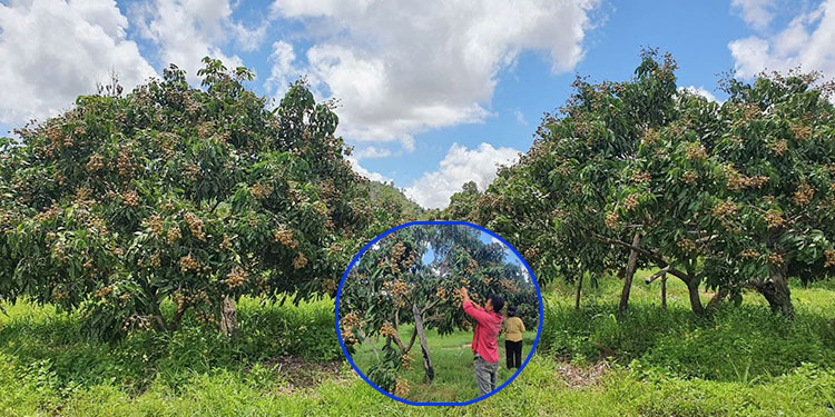 ផ្លែតាង៉ែនឬមៀនប៉ៃលិនកំពុងមានវត្តមានក្នុងចម្ការកសិករនៅខេត្ដសៀមរាប ខណៈមិនសូវមានអ្នកចាប់អារម្មណ៍