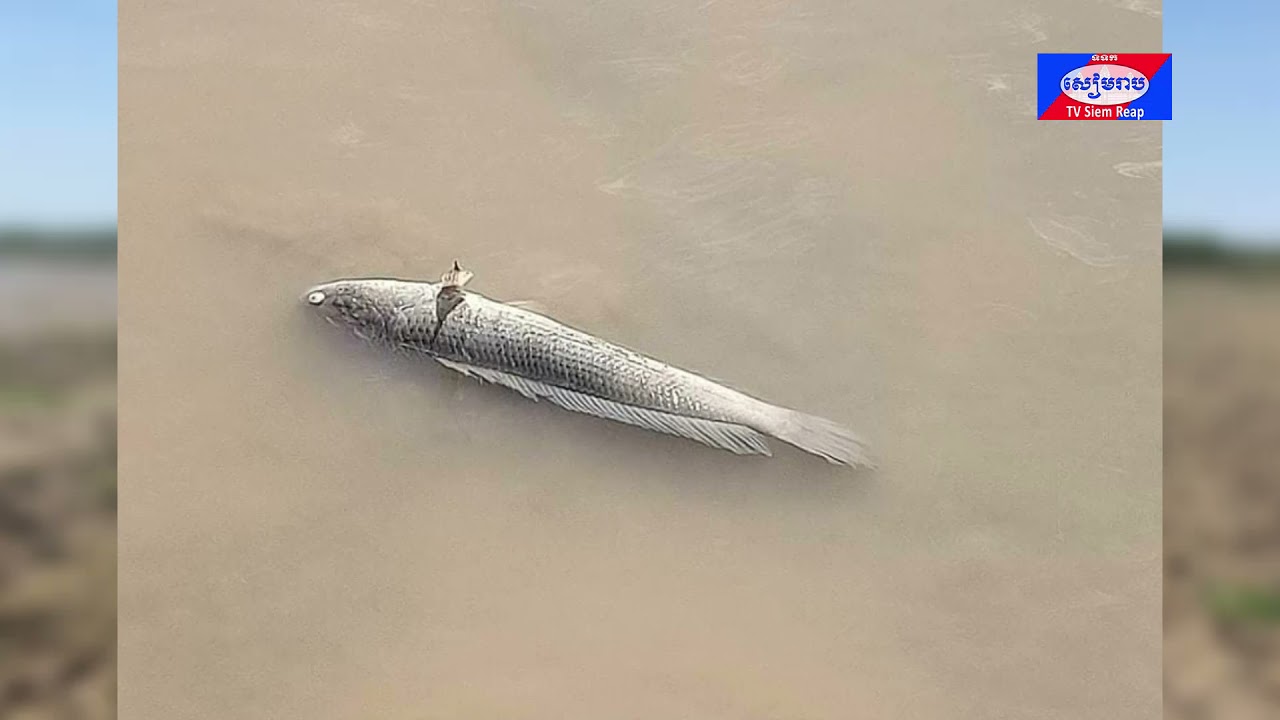 ត្រីមេពូជនៅតំបន់អភិរក្សបឹងពារាំង ក្នុងសង្កាត់ជ្រាវ ក្រុងសៀមរាប បានងាប់ជាបណ្តើរៗ ដោយសារទឹករីងរាក់ !