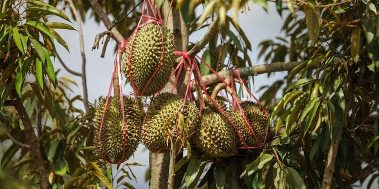 ផ្លែទុរេនធម្មជាតិ កំពុងមានវត្តមានក្នុងចម្ការកសិករក្នុងស្រុកបន្ទាយស្រី ខេត្ដសៀមរាប ខណៈកំពុងមានអ្នកចាប់អារម្មណ៍ពីអ្នកទេសចរណ៍