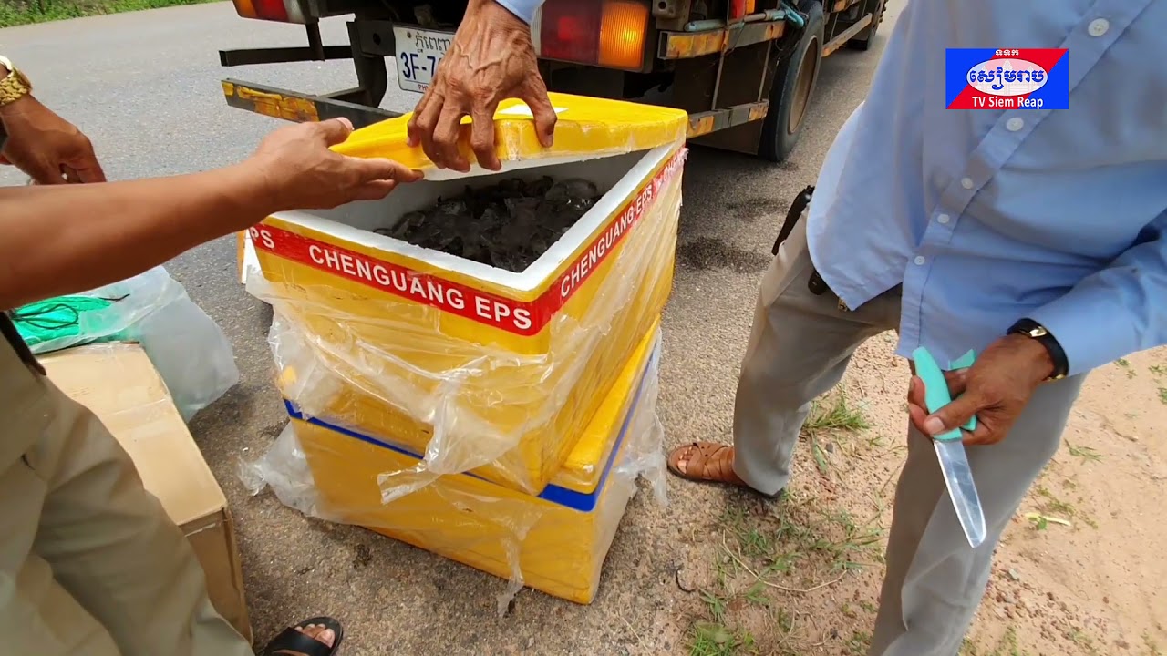 រដ្ឋបាលព្រៃឈើសៀមរាប÷ តុកកែជាប្រភេទសត្វព្រៃការពារដោយច្បាប់ និងពុំមានការទាមទារប្រាក់ ៣ម៉ឺនដុល្លារ ដូចការចោទប្រកាន់របស់ក្រុមហ៊ុន វីរ: ប៊ុនថាំឡើយ