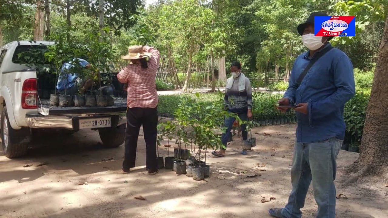 រយៈពេលល៦ថ្ងៃអាជ្ញាធរជាតិអប្សរា បានបន្តចែកជូនកូនឈើចម្រុះជាង៣ពាន់ដើម ដល់សាធារណជនទូទៅ ដើម្បីធ្វើការដាំដុះតាមតម្រូវការ