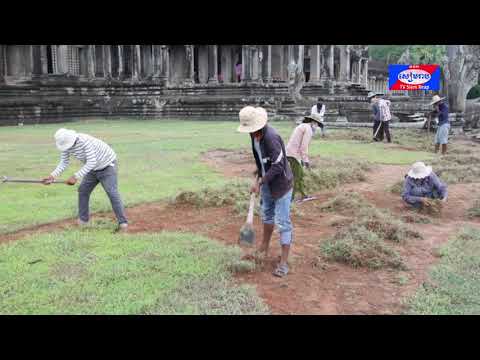 ទោះស្ថិតក្នុងស្ថានភាពជំងឺកូវីដ-១៩តែក្រុមការងារអាជ្ញាធរជាតិអប្សរាកំពុងមមាញឹកក្នុងការដាំស្មៅកែលម្អបរិវេណក្នុងប្រាសាទអង្គរវត្ត