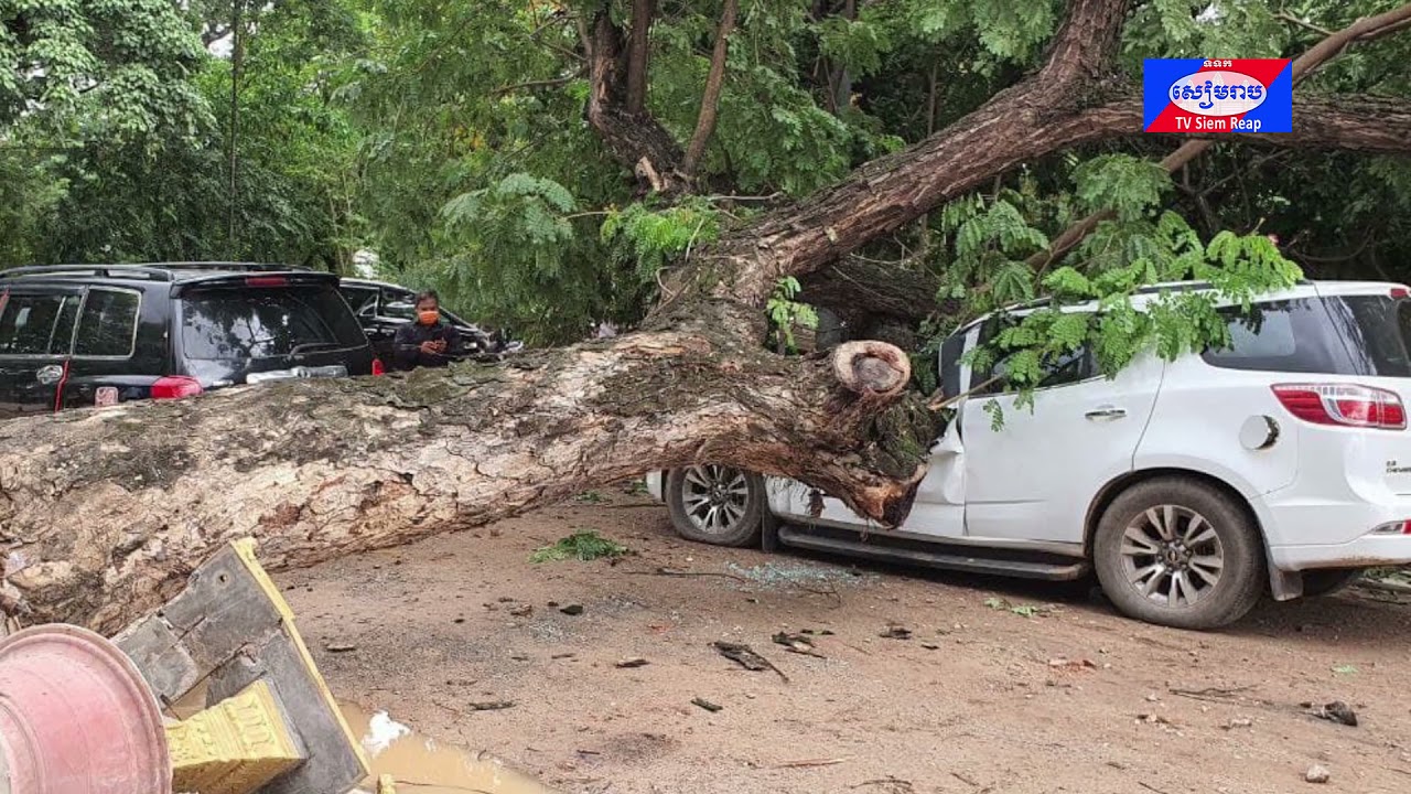 រថយន្តទំនើបមួយគ្រឿង ត្រូវដើមឈើរលំសង្កត់បណ្ដាលឲ្យខូចខាតធ្ងន់ធ្ងរ តែមិនគ្រោះថ្នាក់ដល់មនុស្សឡើយ