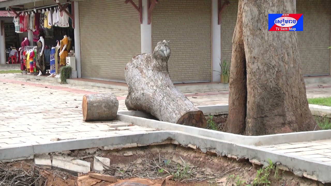 ប្រជាពលរដ្ឋ និងអាជ្ញាធរជាតិអប្សរាប្រតិកម្ម នឹងការផ្សាយផេកហ្វេសប៊ុក The Cambodia Daily Khmer ពីកាប់ដើមឈើនៅខាងមុខអង្គរវត្ដ ជាព័ត៌មានបំផ្លើសការពិត