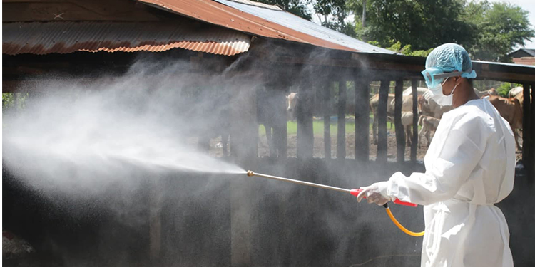 មន្ត្រីជំនាញនៃមន្ទីរកសិកម្មខេត្តសៀមរាប ចុះបាញ់ថ្នាំសម្លាប់មេរោគ ការពារជំងឺសត្វពាហនៈ