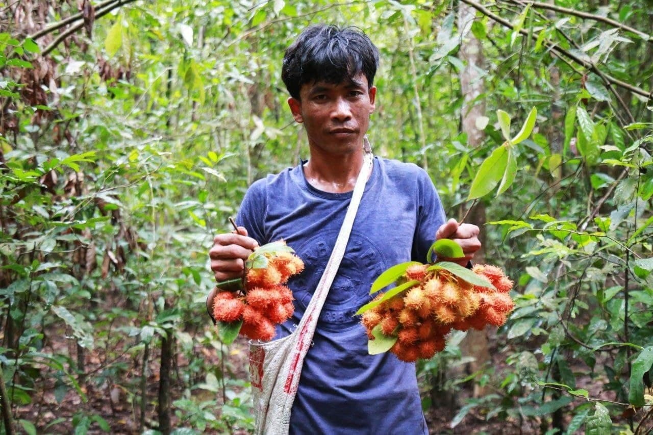 សាវម៉ាវព្រៃ ដែលមិនសូវមានអ្នកស្គាល់សោះនោះកំពុងមានវត្តមាន នៅសហគមន៍អេកូទេសចរណ៍ព្រៃទឹកជប់ខ្នារពោធិ៍ ឃុំខ្នារពោធិ៍ ស្រុកសូទ្រនិគម 