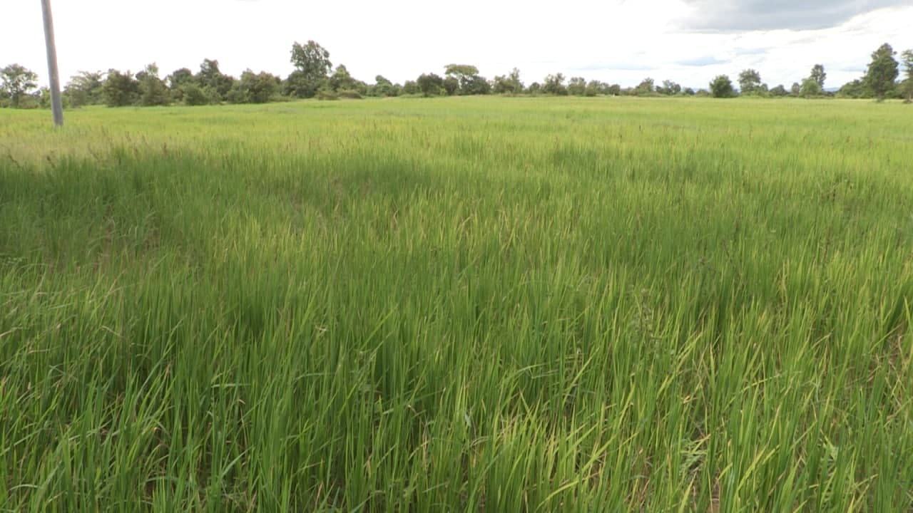 ឆ្នាំ២០២១នេះ ស្រូវវស្សាជិត ១៦,០០០ហិតា អាចនឹងងើបឡើងចេញពីផលប៉ះពាល់ដោយភាពគ្រោះរាំងស្ងួត កាលពីដើមរដូវវស្សា 