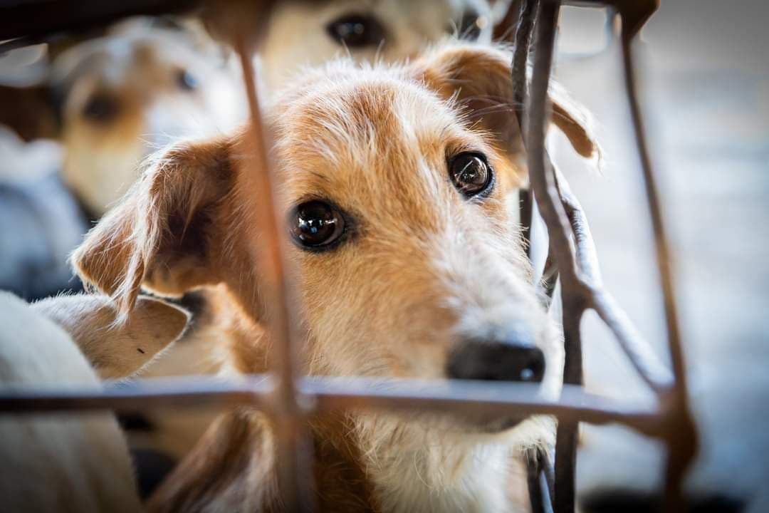 ការសិក្សាបង្ហាញថា នៅកម្ពុជាក្នុងមួយឆ្នាំមានសត្វសុនខ ជាងបីលានក្បាលត្រូវបានគេសម្លាប់ធ្វើជាអាហារ ខណៈខេត្តសៀមរាបក៏ជាប្រភពផ្គត់ផ្គង់ដ៏ធំមួយដែរ