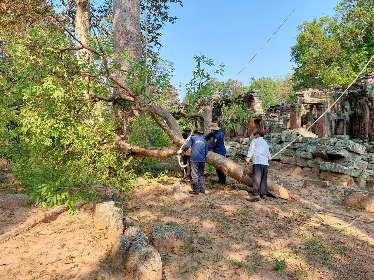 អាជ្ញាធរជាតិអប្សរា ធ្វើការកាត់ក្រី និងដកហូតដើមឈើមានហានិភ័យខ្ពស់នៅបរិវេណប្រាសាទបន្ទាយក្តី