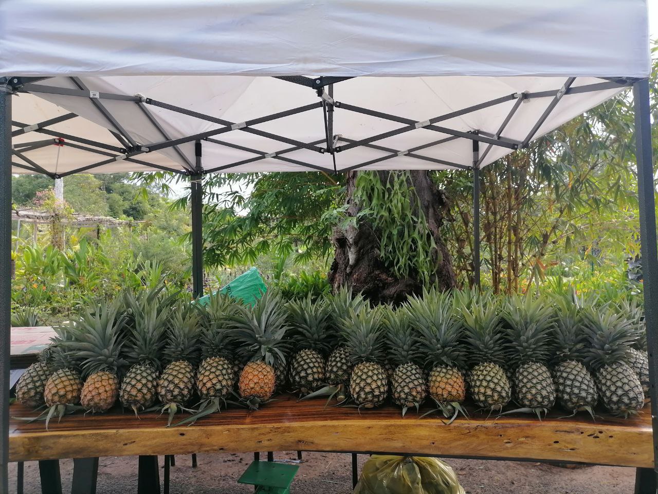 កសិករដាំដំណាំម្នាស់ទឹកឃ្មុំ អំពាវនាវឲ្យភ្ញៀវទេសចរជួយគាំទ្រកសិផលដែលអ្នកភូមិធម្មជាតិរុនតាឯក ដាក់លក់ក្នុងសួនរុក្ខជាតិអង្គរ