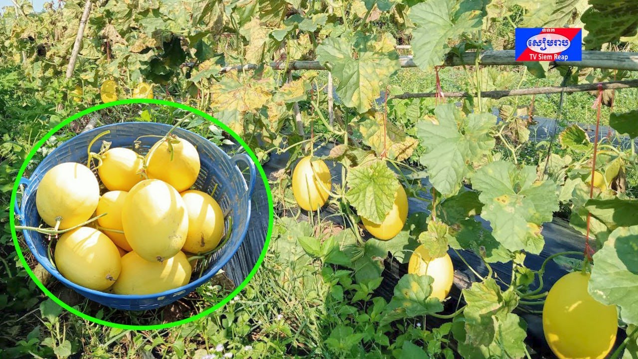 ក្រុមហ៊ុនជប៉ុនសិក្សាគម្រោងឱ្យពលរដ្ឋខ្មែរ នៅស្រុកបន្ទាយស្រី ដាំត្រសក់ផ្អែម ឬតាសក់ផ្អែម បន្ទាប់ពីអវត្ដមានច្រើនឆ្នាំ