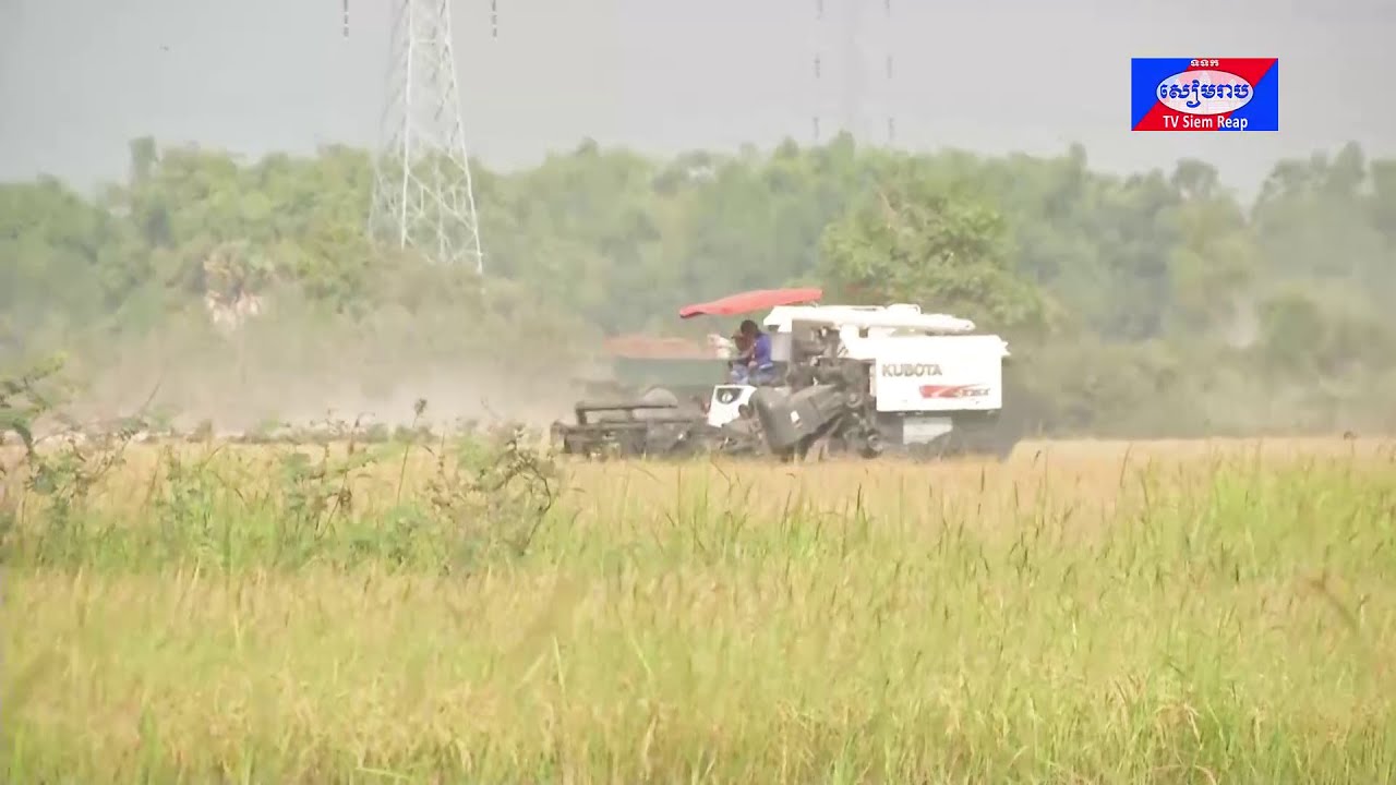 ឆ្នាំ២០២៣ ទិន្នផលស្រូវសរុបក្នុងខេត្តសៀមរាប មានការកើនឡើងជាង ១៧ភាគរយ បើធៀបនឹងឆ្នាំ២០២២