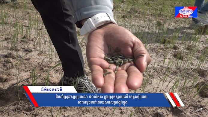 ដំណាំស្រូវវស្សាប្រមាណ៥០ហិកតា ក្នុងស្រុកស្វាយលើ ខេត្ដសៀមរាប រងការខូចខាត់ដោយសារសត្វដង្កូវហ្វូង