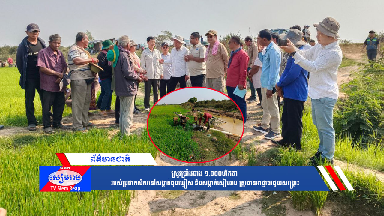 ស្រូវប្រាំងជាង ១.០០០ហិកតា របស់ប្រជាកសិករនៅសង្កាត់ចុងឃ្នៀស និងសង្កាត់សៀមរាប ត្រូវបានអាជ្ញាធរជួយសង្គ្រោះ