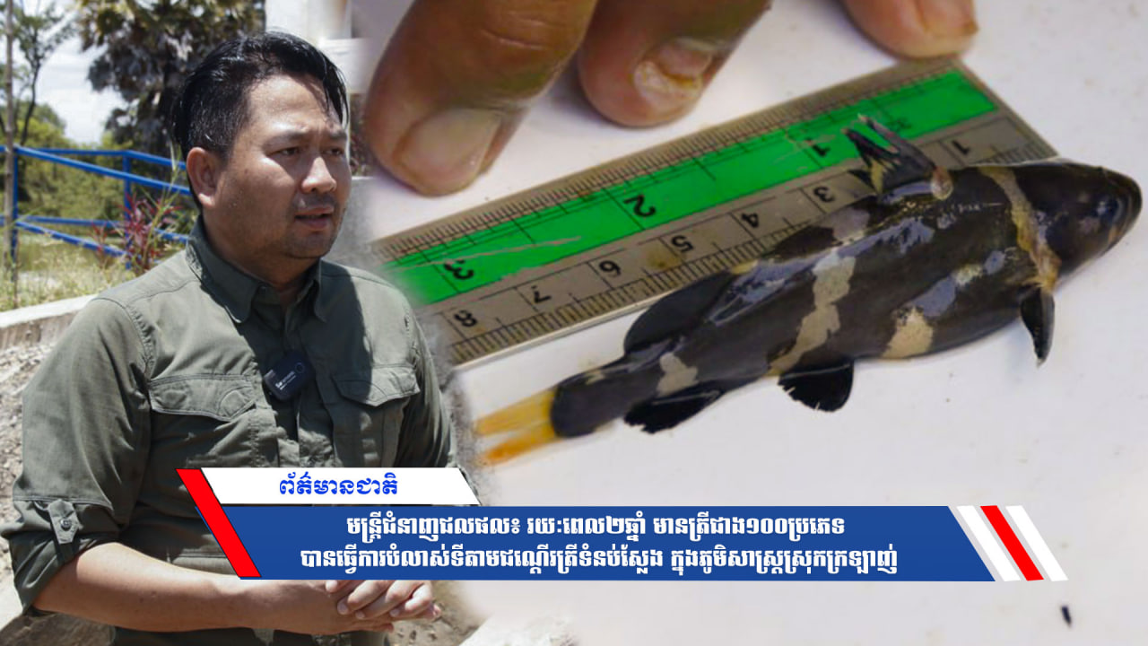 មន្ត្រីជំនាញជលផល៖រយៈពេល២ឆ្នាំ មានត្រីជាង១០០ប្រភេទ បានធ្វើការបំលាស់ទីតាមជណ្ដើរត្រីទំនប់ស្លែង ក្នុងភូមិសាស្ដ្រស្រុកក្រឡាញ់