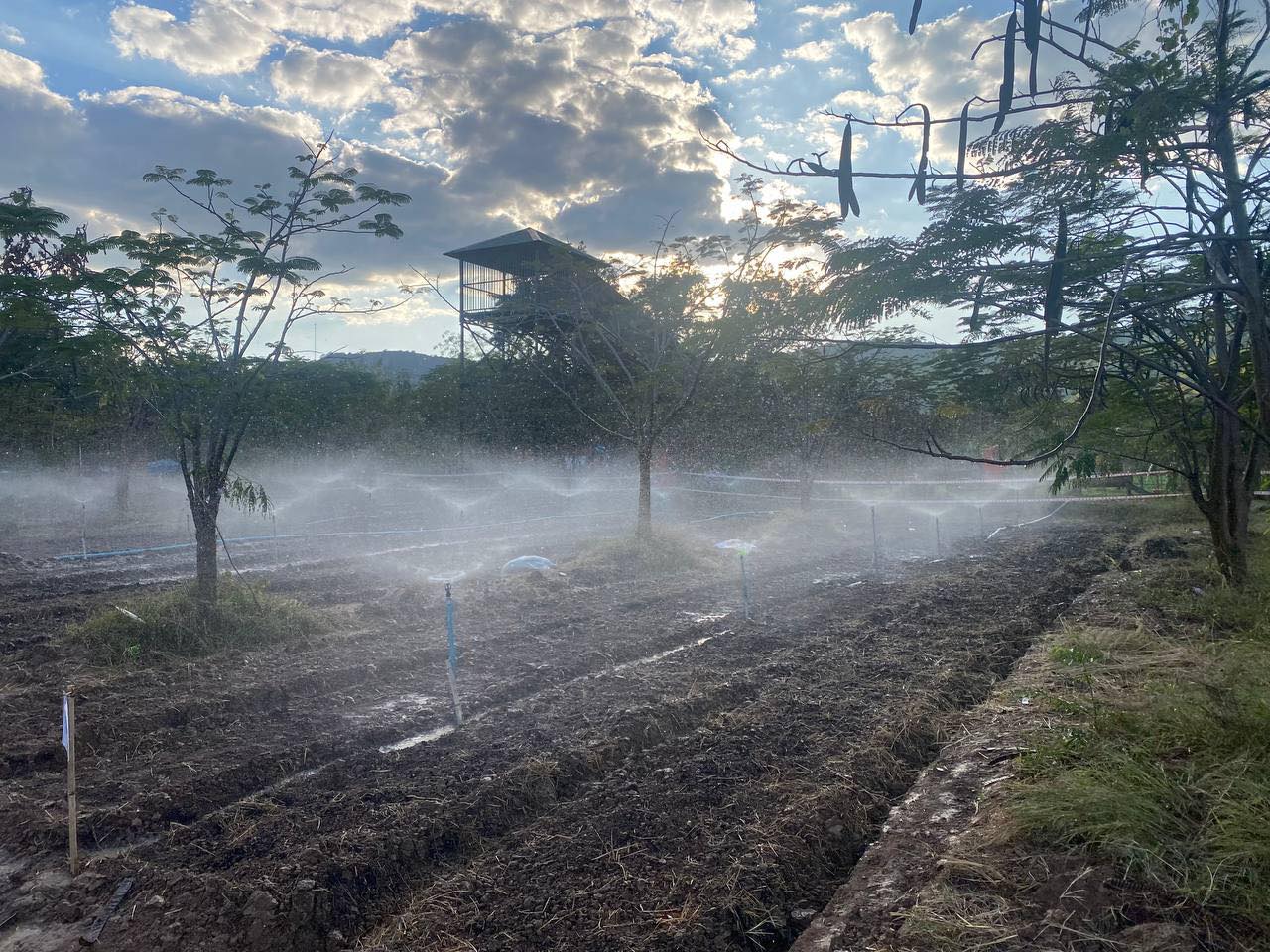 ទីតាំងដីចំនួន ៧ ០០០ម៉ែត្រការ៉េ ស្រុកស្វាយលើ ត្រូវបានរៀបចំគាំទ្រសម្រាប់បងប្អូនភៀសសឹកដាំដុះបន្លែ