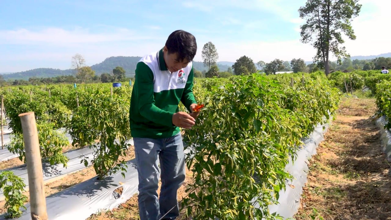 សហគមន៍កសិដ្ឋានគីរីទេស បាននិងកំពុងផ្ដល់ឱកាសការងារដល់ប្រជាពលរដ្ឋ ខណៈដំណាំម្ទេសកំពុងមានតម្រូវការច្រើនលើទីផ្សារ